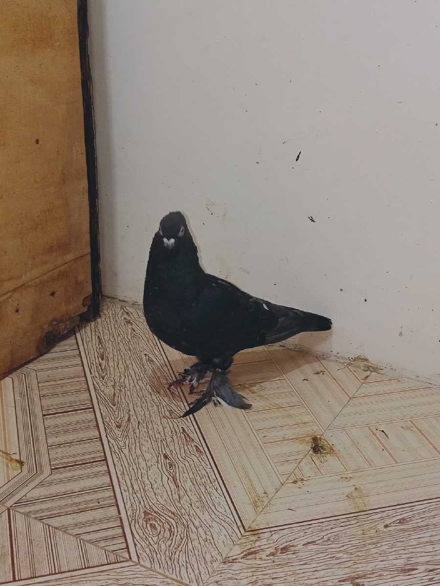 Post Image 3