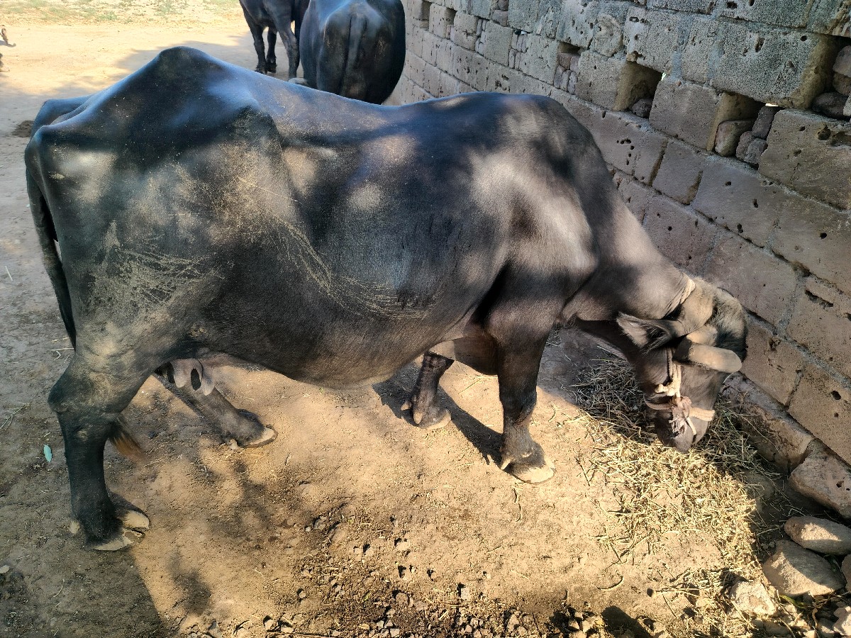 Post Image 3