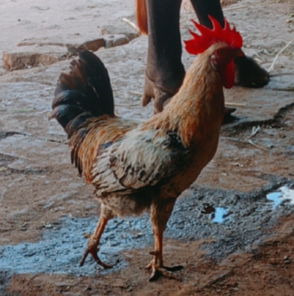 Post Image 1