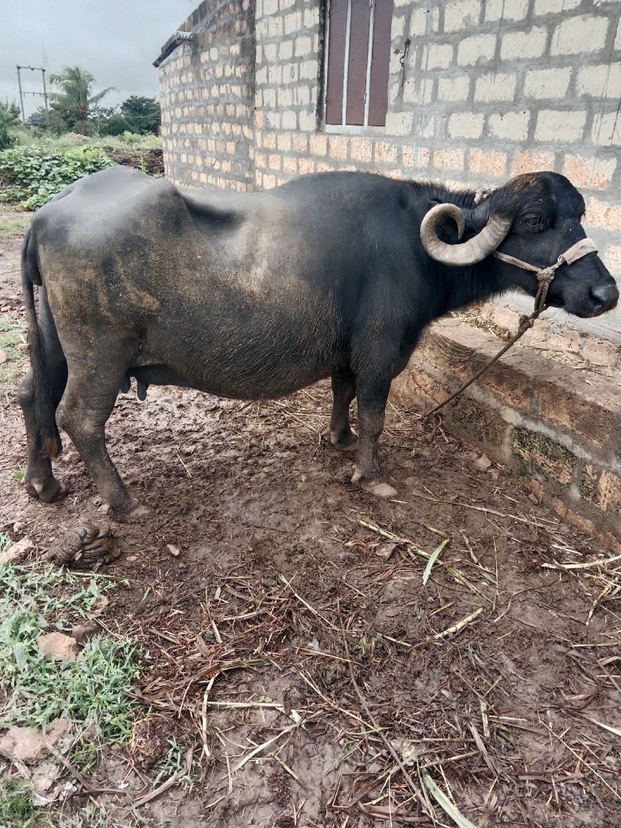 Post Image 2