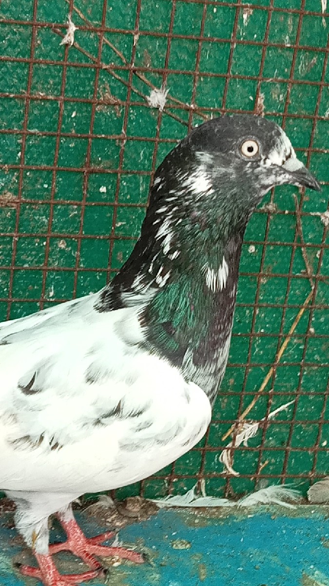 Post Image 1