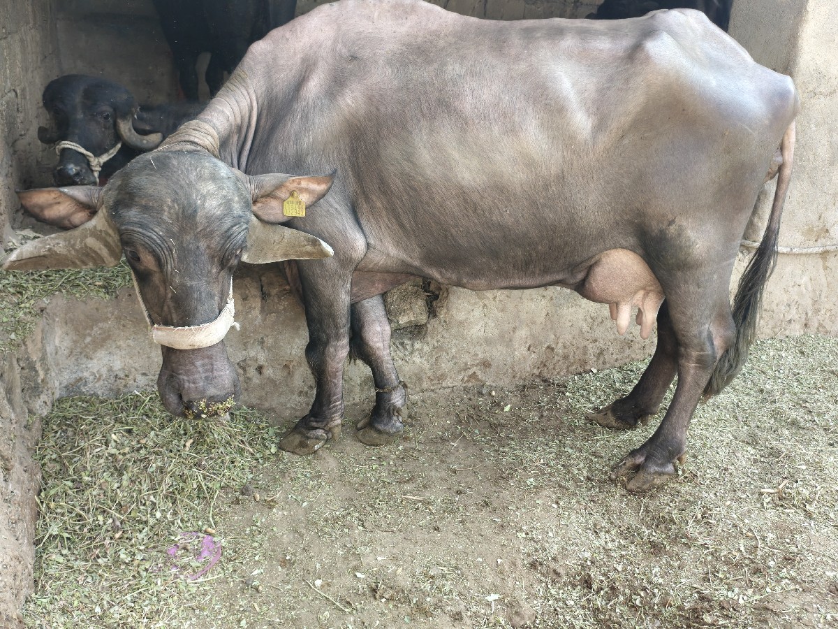 Post Image 4