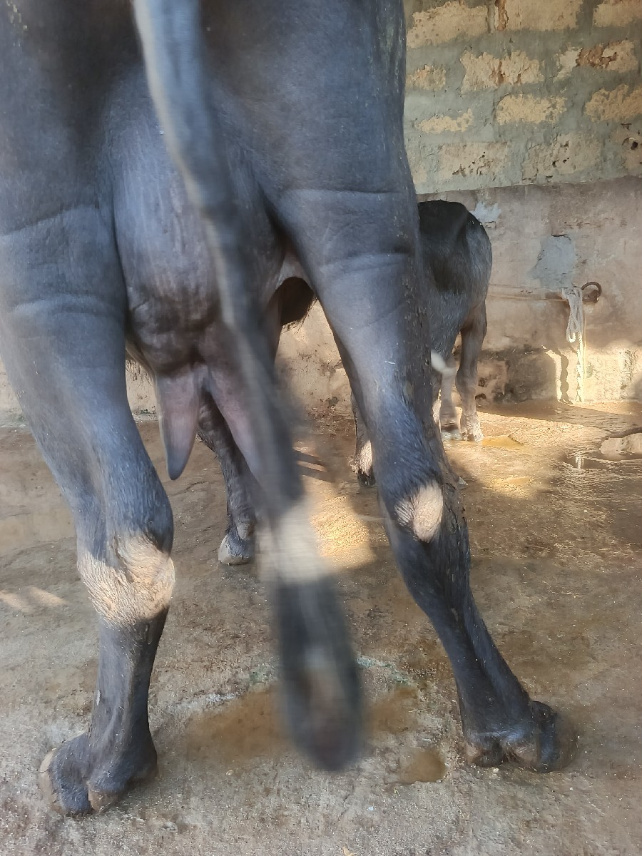 Post Image 4
