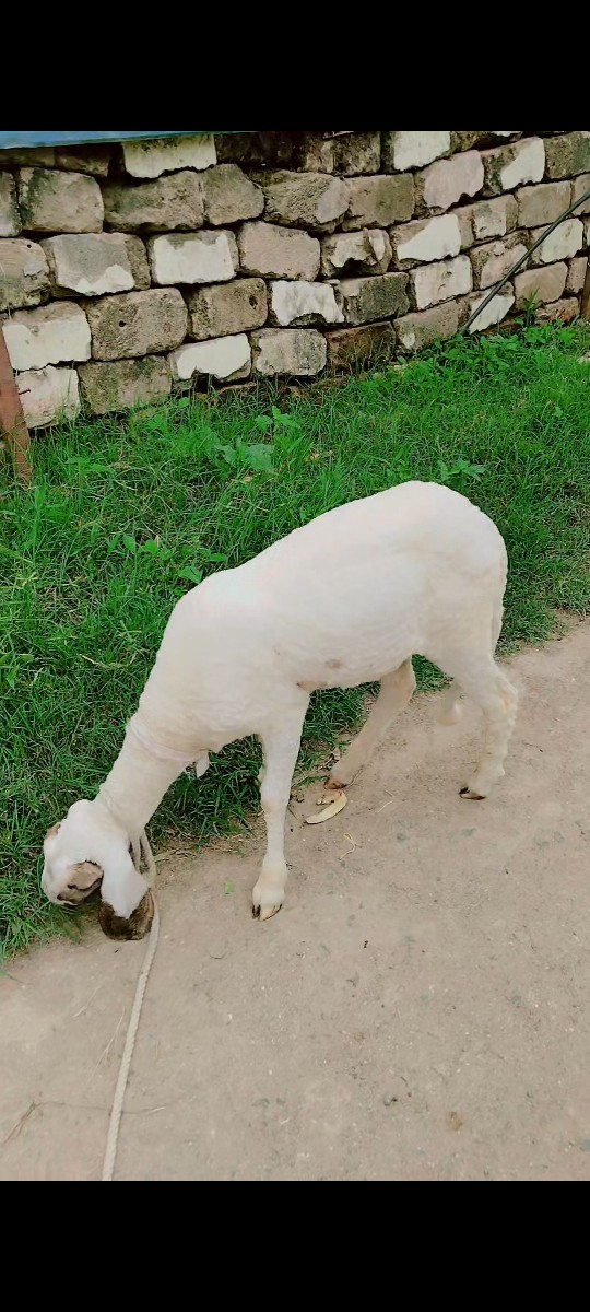 Post Image 2