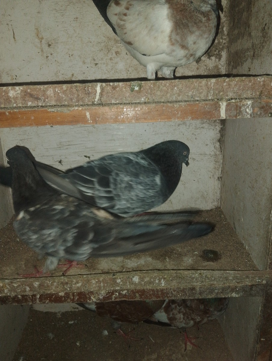 Post Image 3