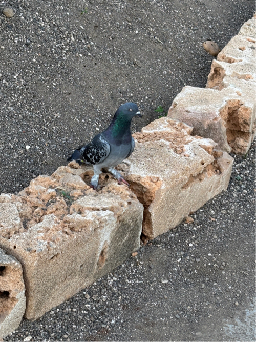 Post Image 2