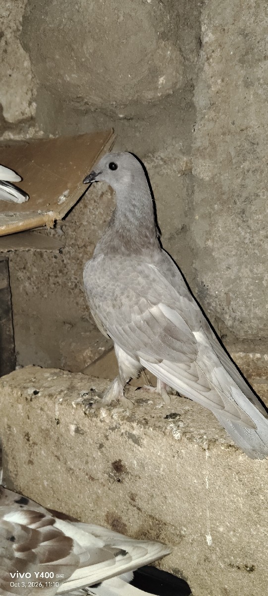 Post Image 2