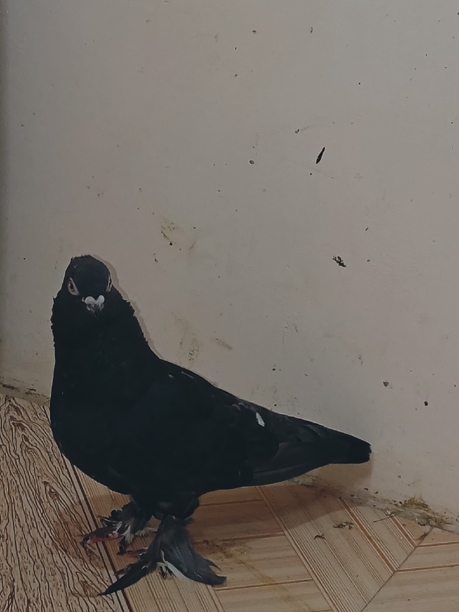 Post Image 2
