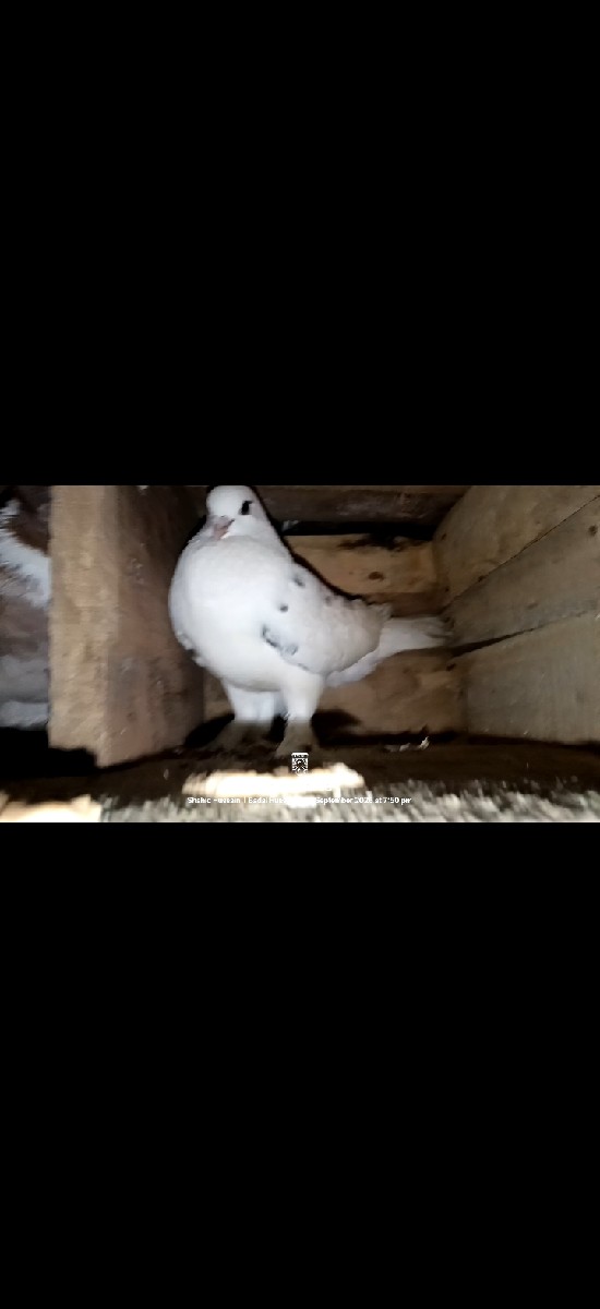 Post Image 3