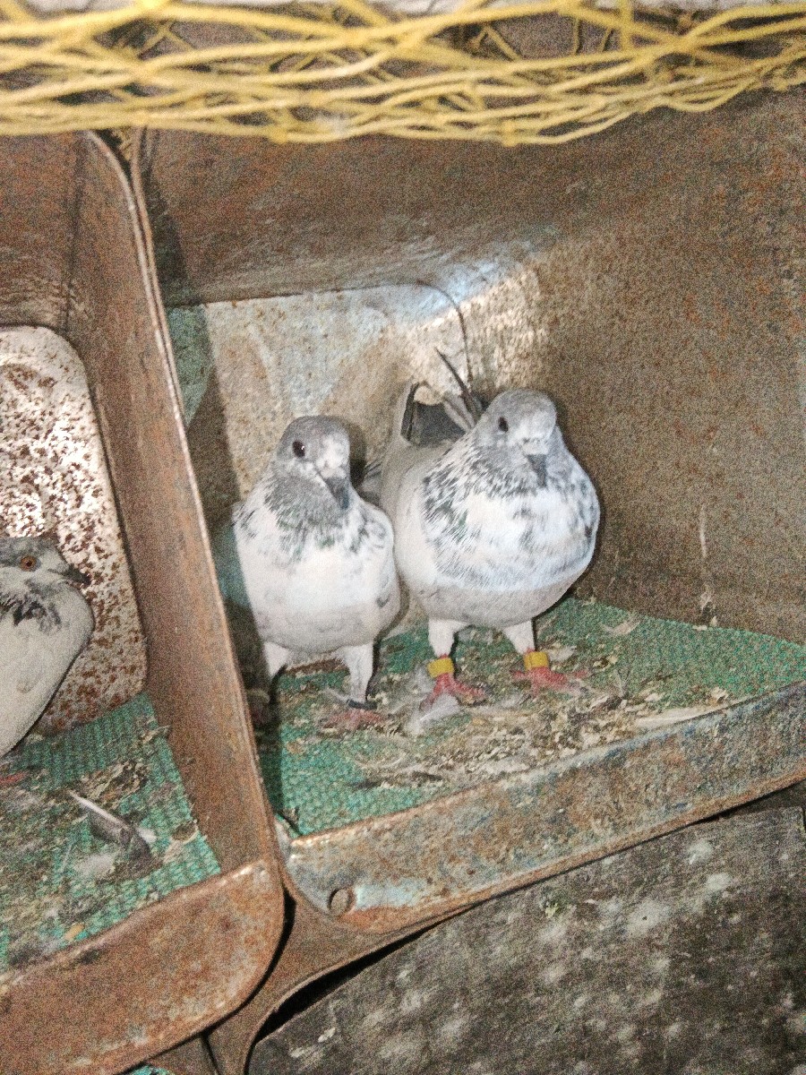 Post Image 1