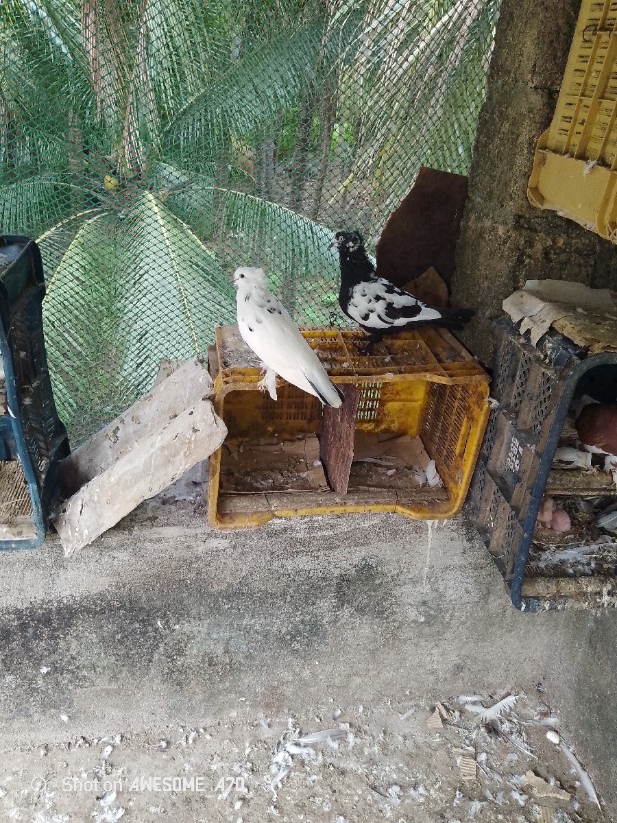Post Image 2