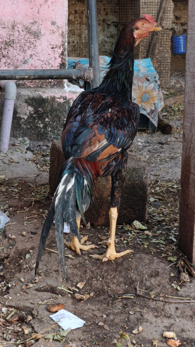 Post Image 1