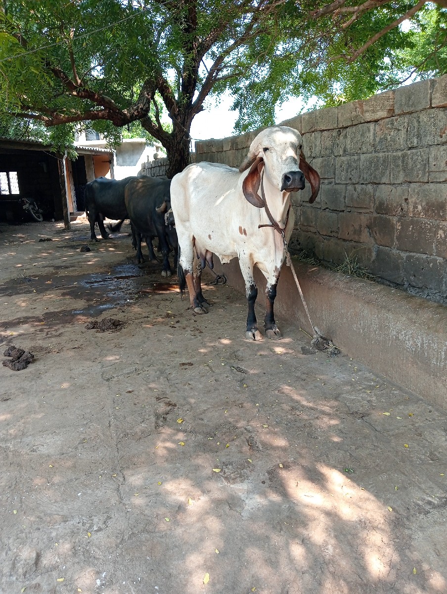 Post Image 3