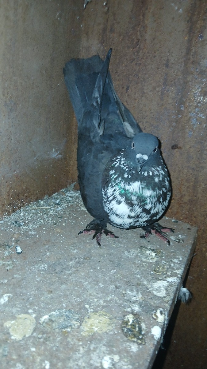 Post Image 1