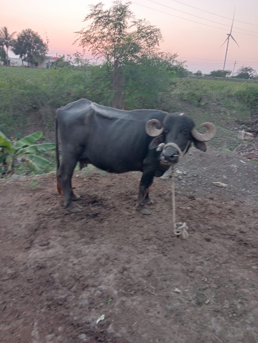 Post Image 2