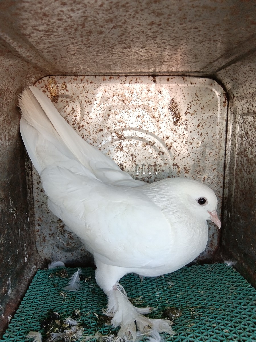 Post Image 1