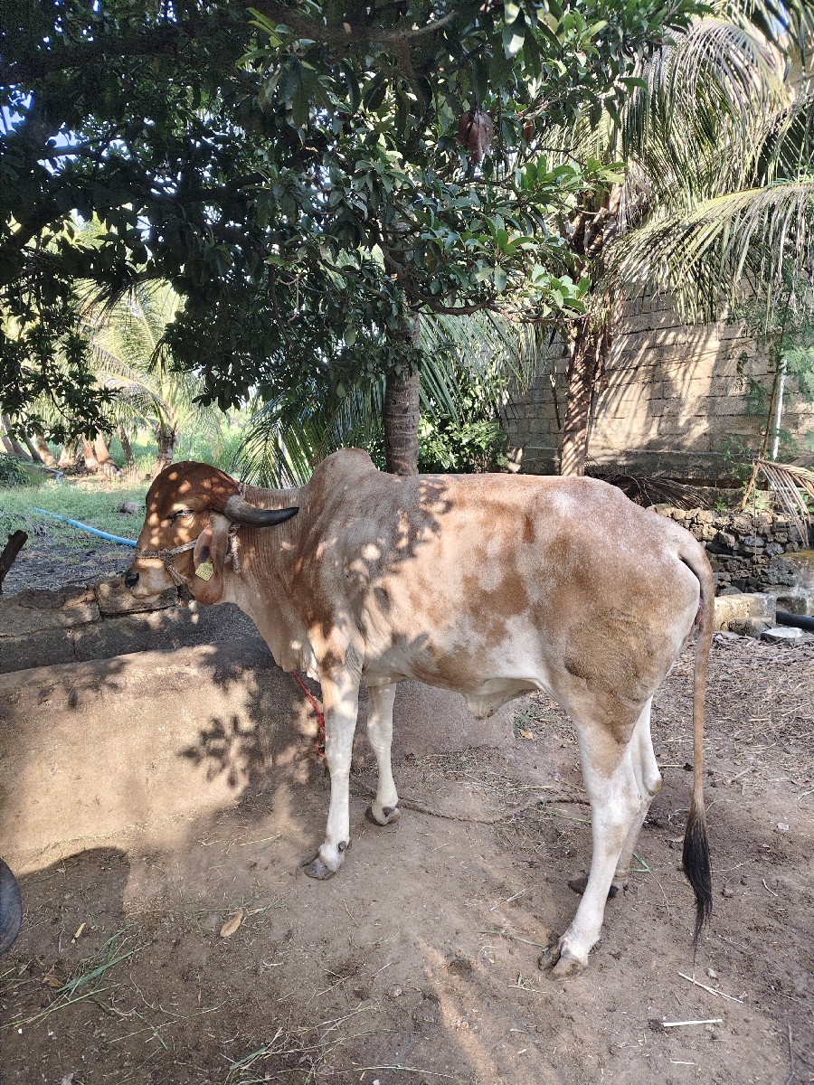 Post Image 2