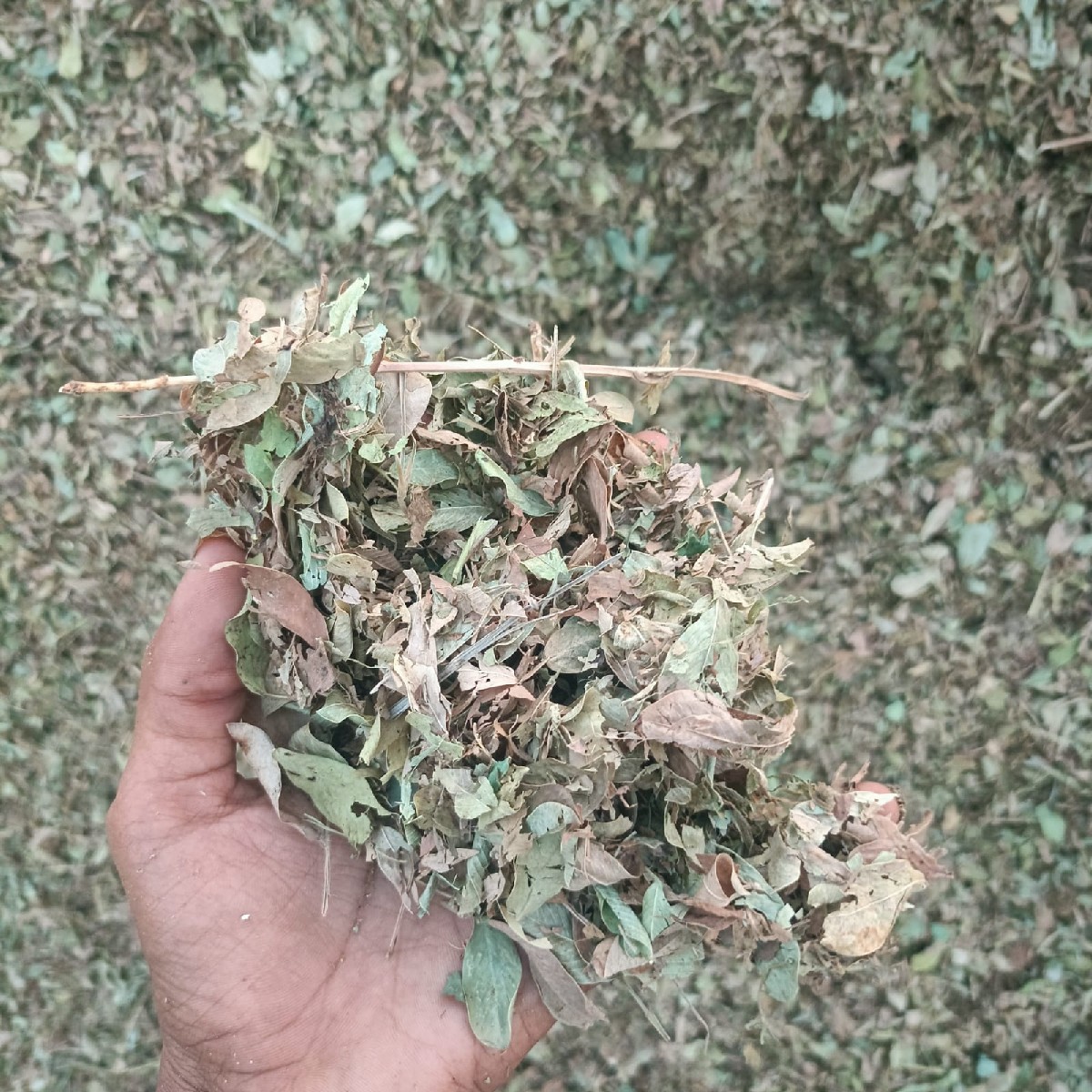 Post Image 3