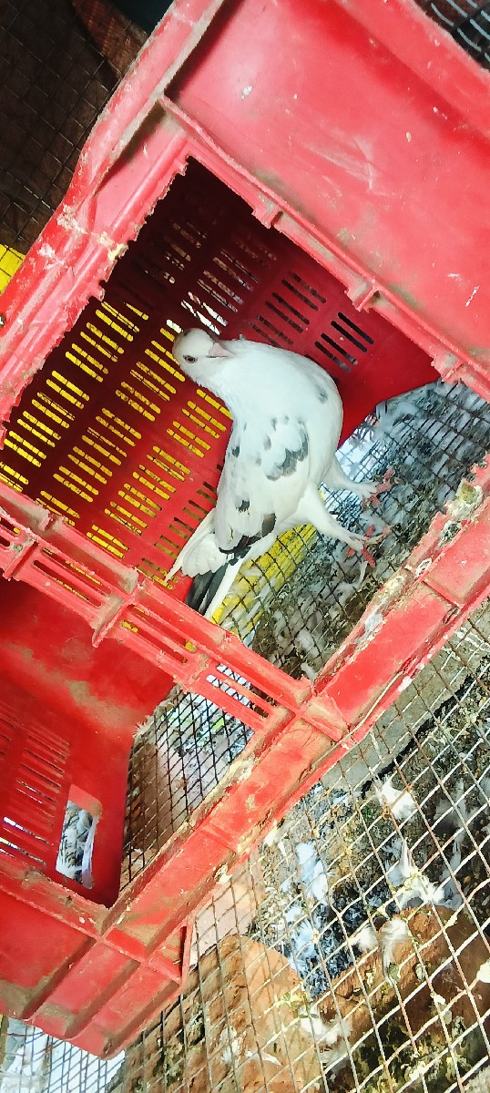 Post Image 3