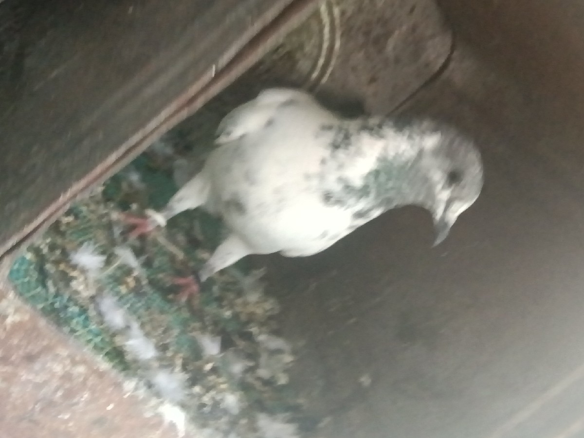 Post Image 1