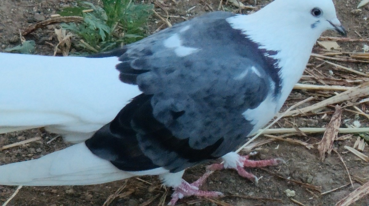 Post Image 1