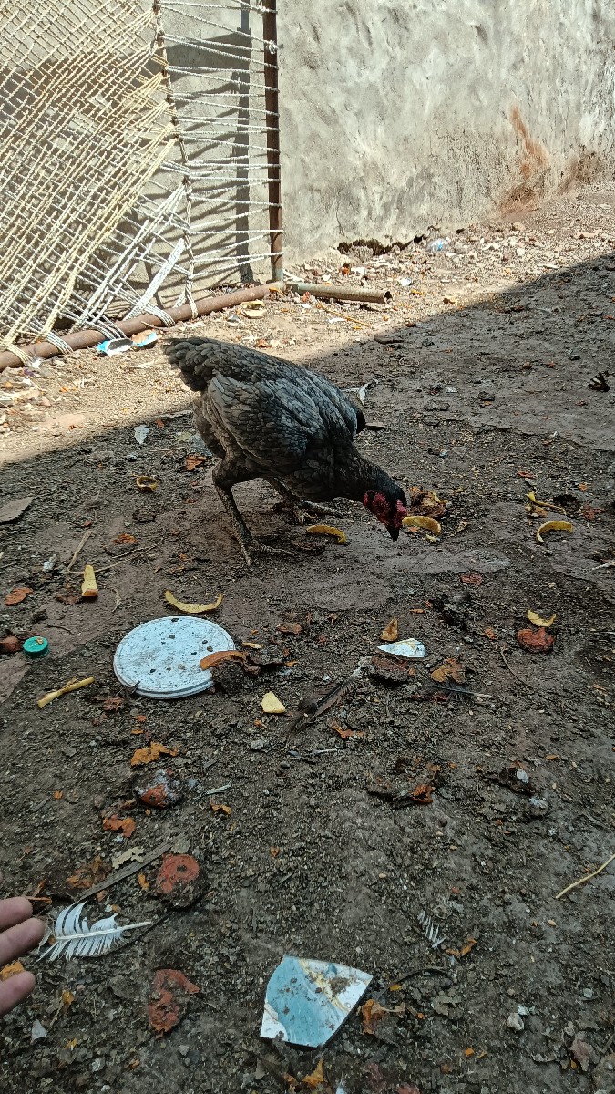 Post Image 2