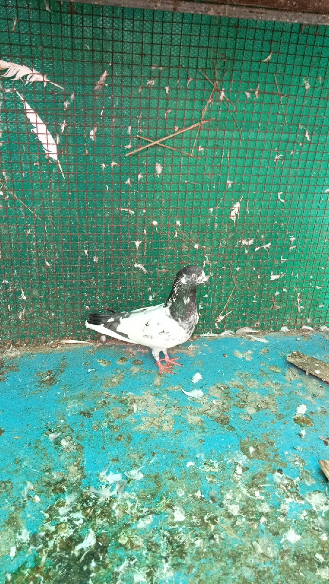 Post Image 2