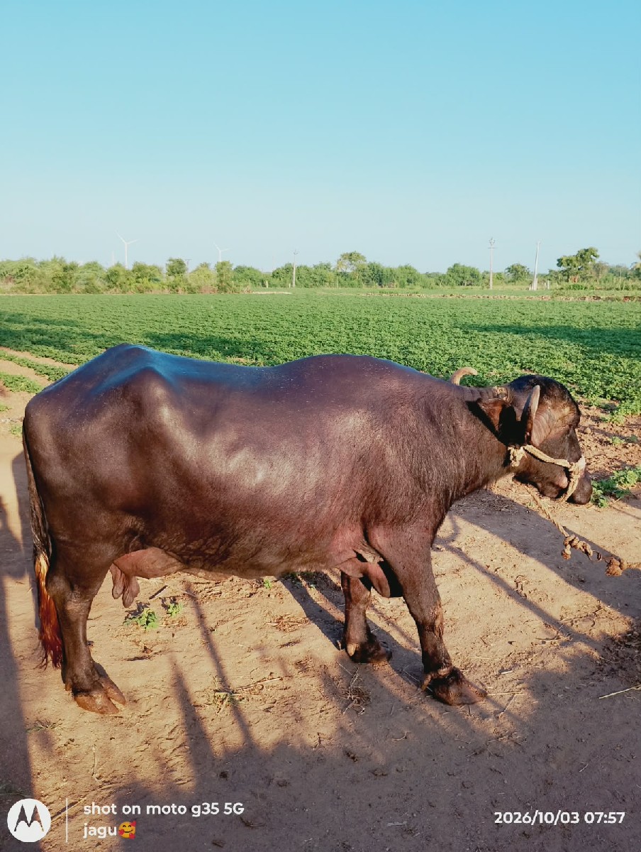 Post Image 3