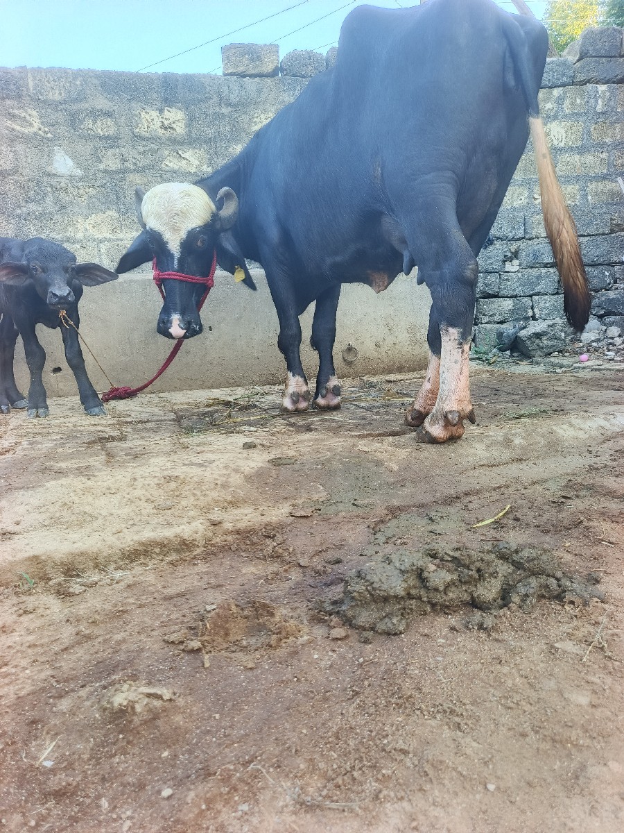 Post Image 6