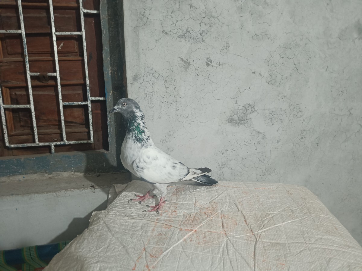 Post Image 2