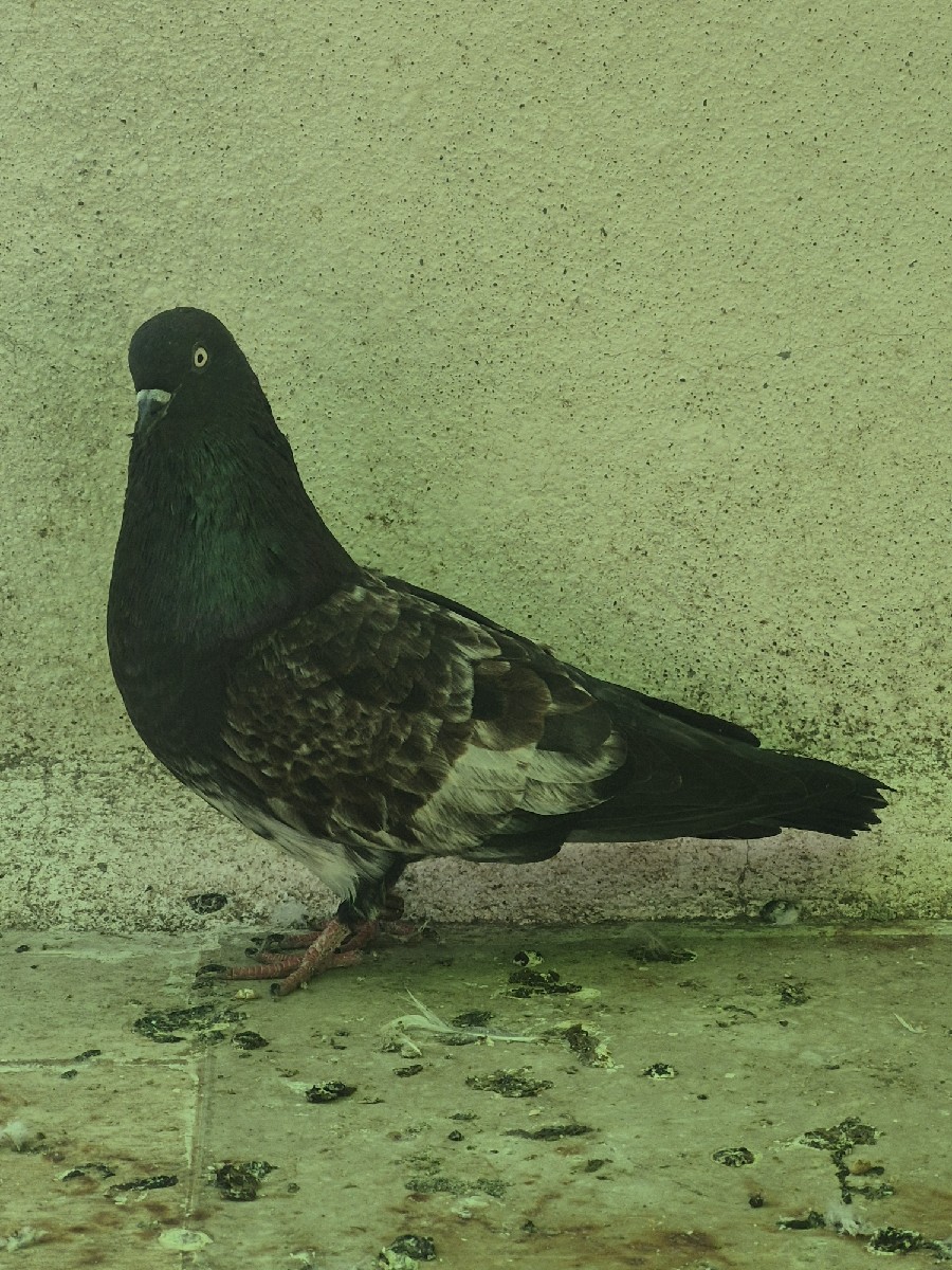 Post Image 2