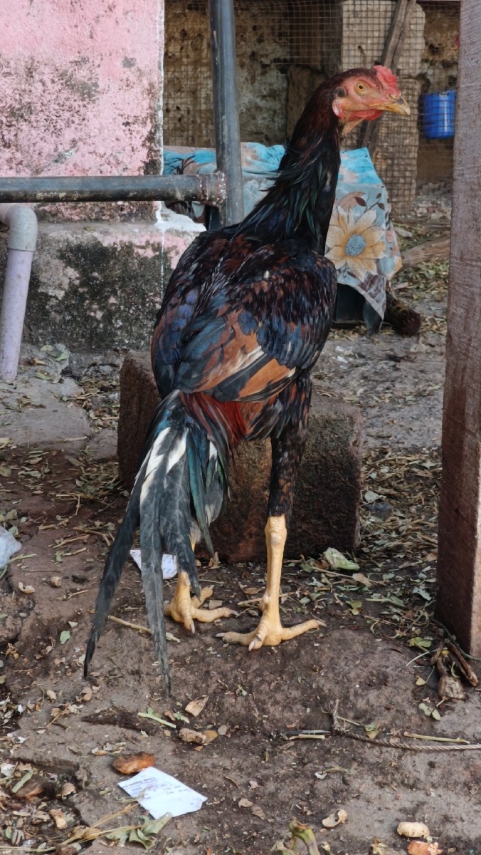 Post Image 2