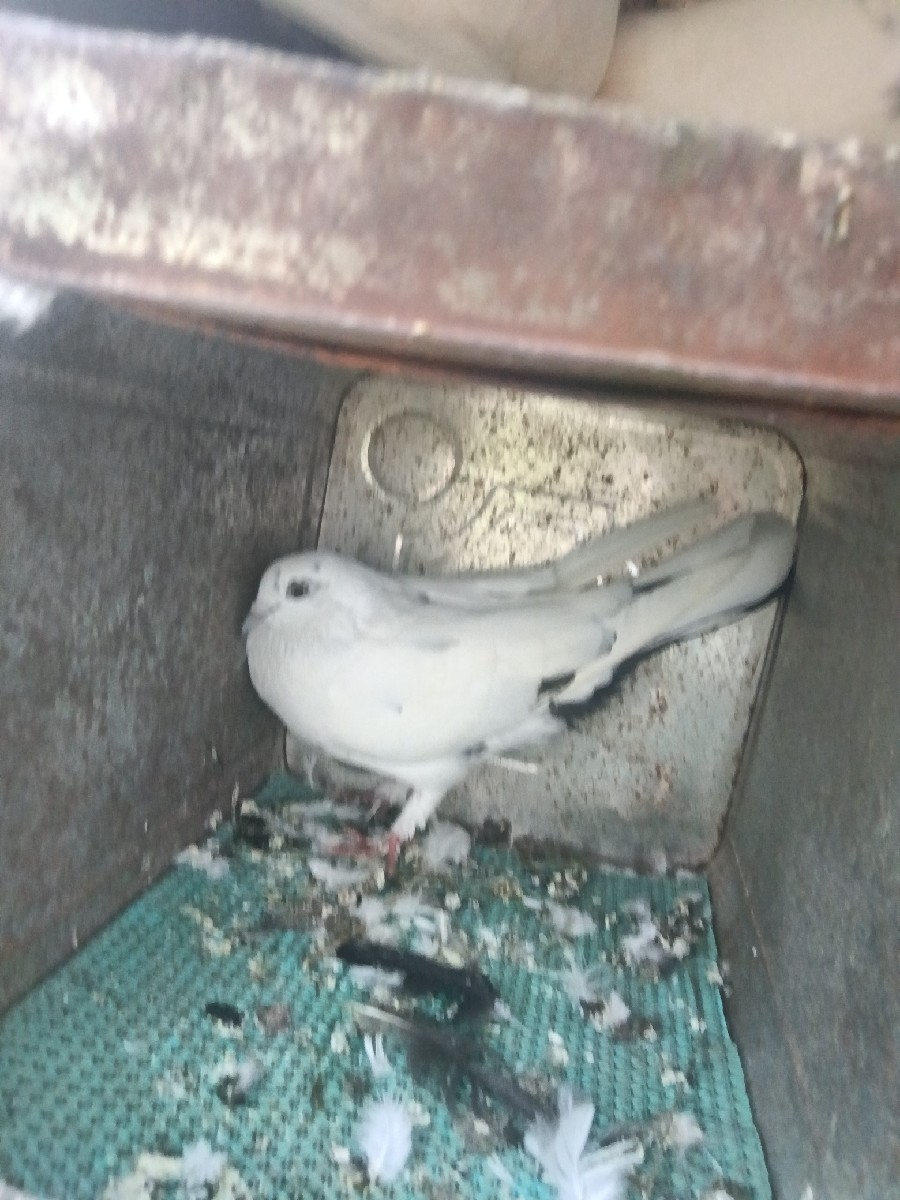 Post Image 2