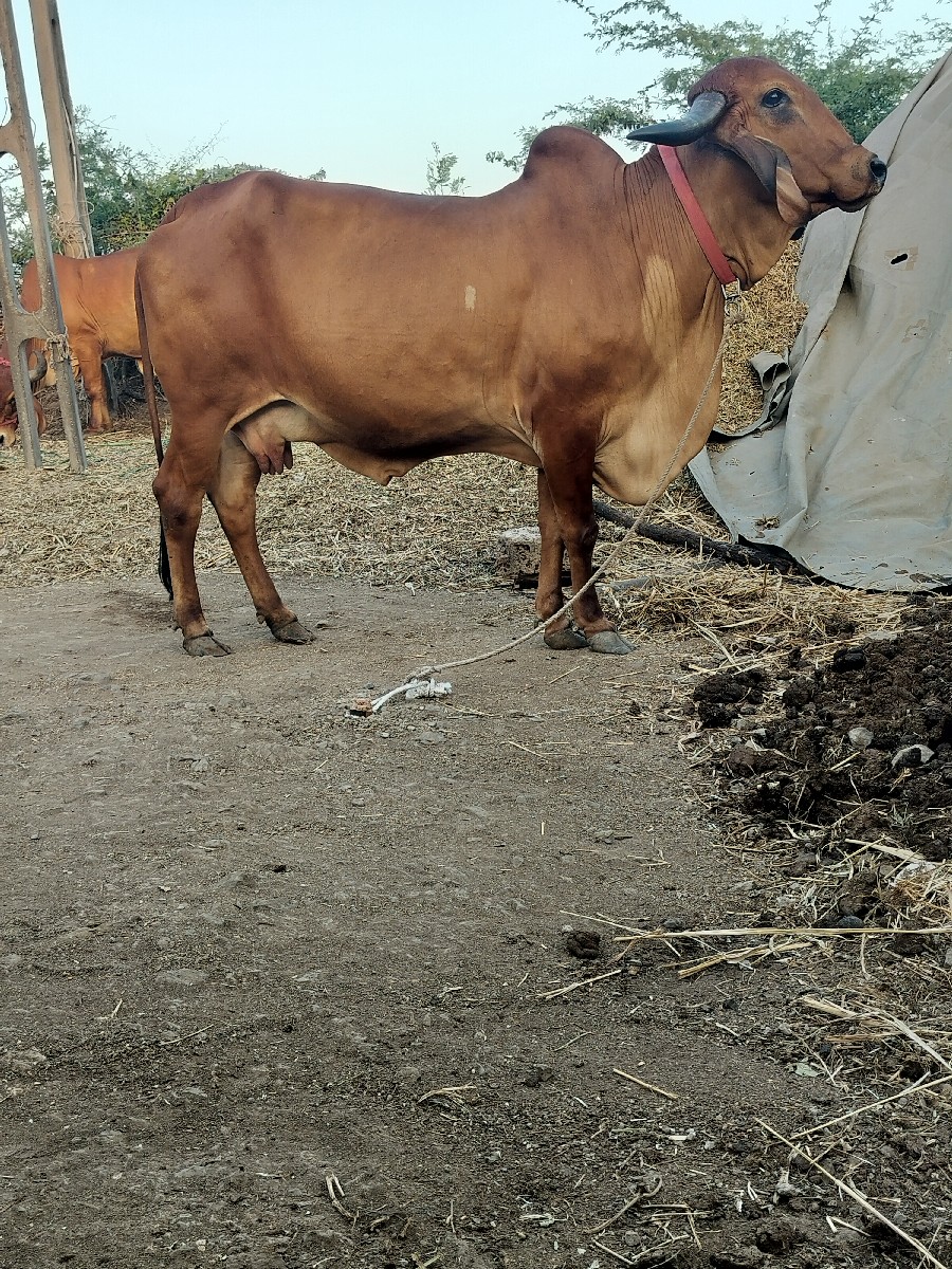 Post Image 4