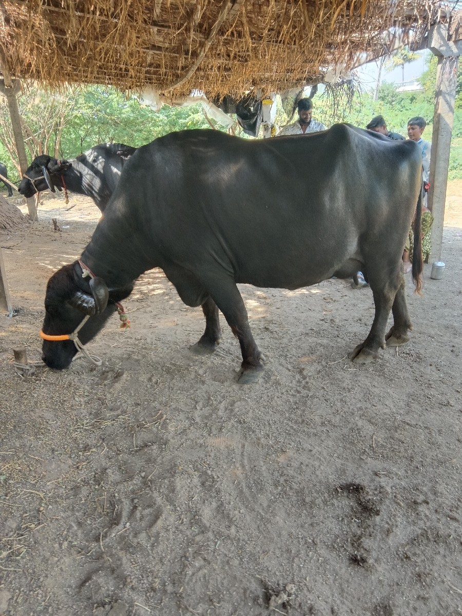 Post Image 4