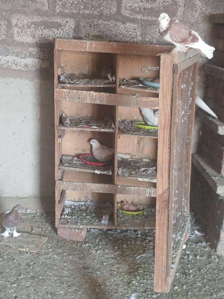 Post Image 1
