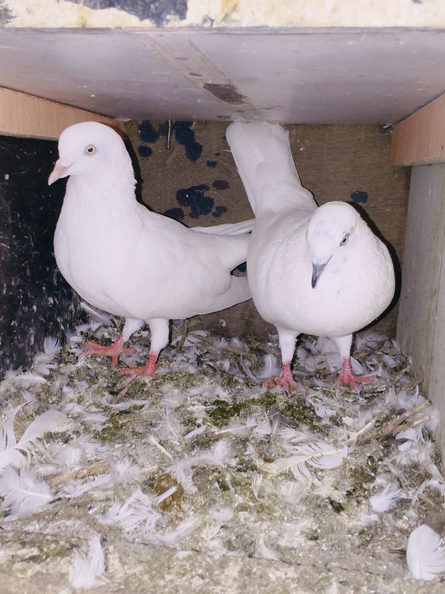 Post Image 3