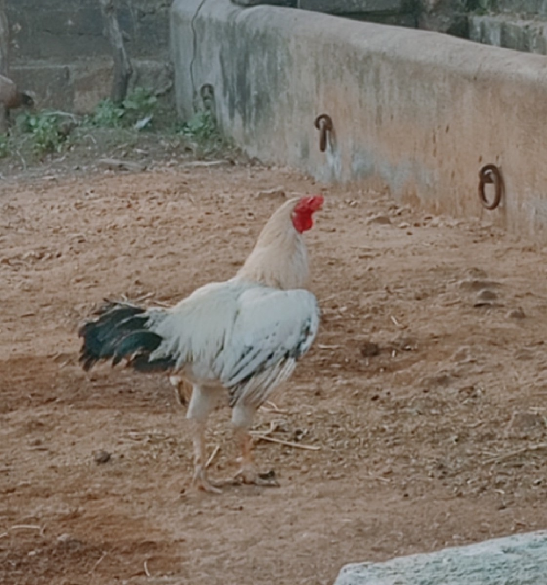 Post Image 3