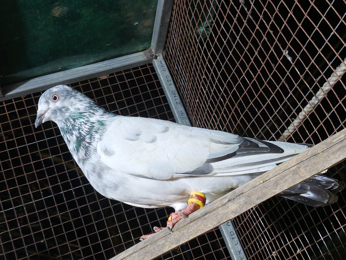 Post Image 1