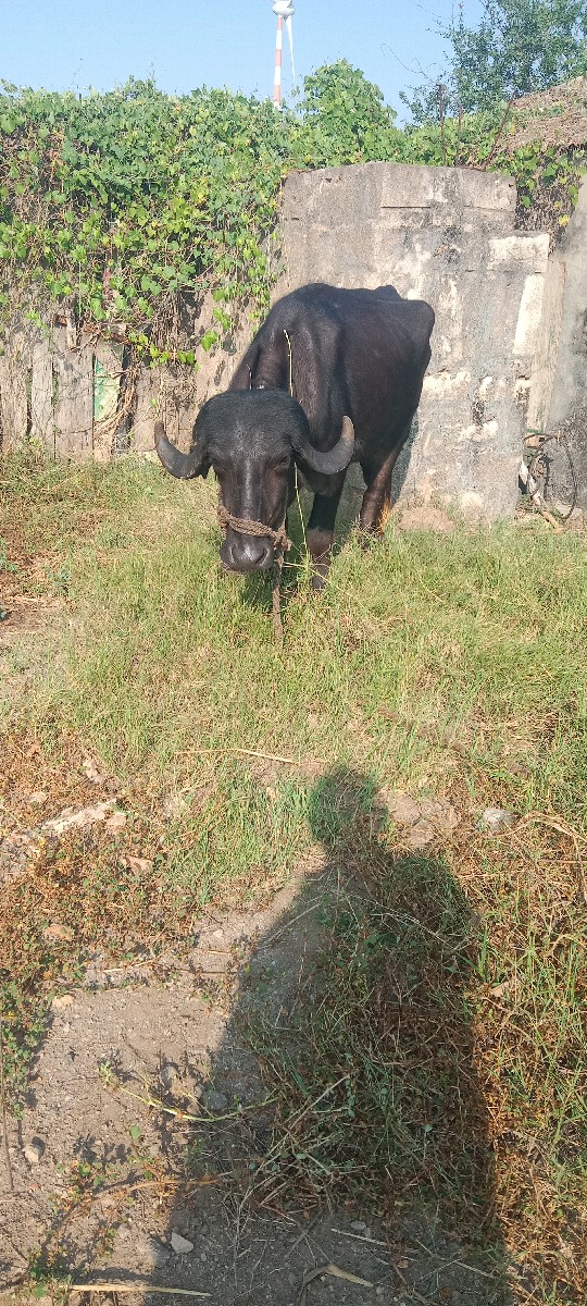 Post Image 4