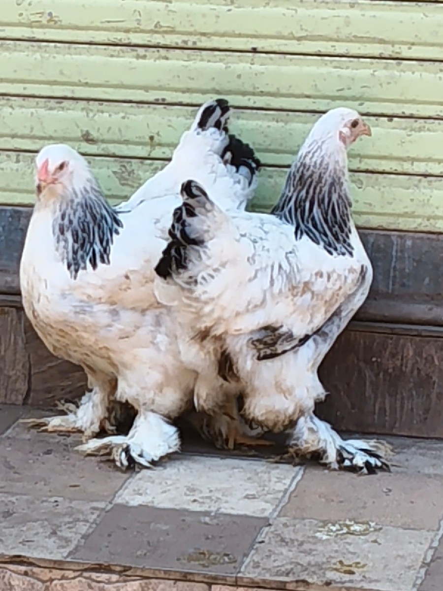 Post Image 1