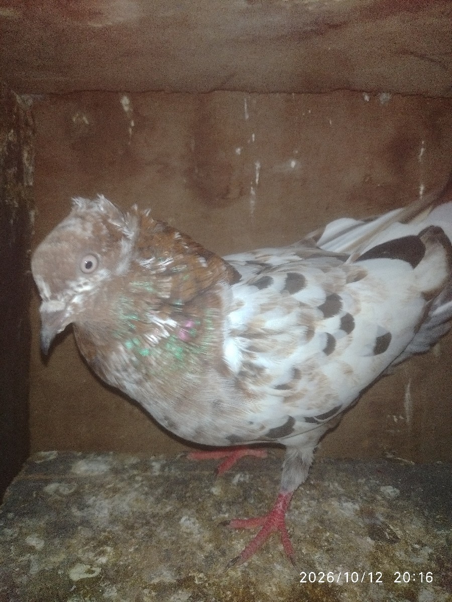 Post Image 1