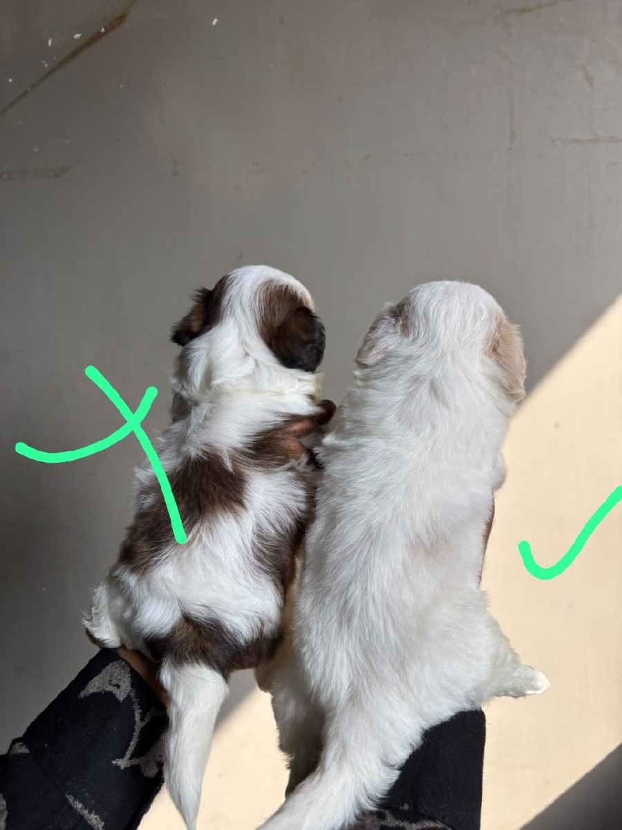 Post Image 2