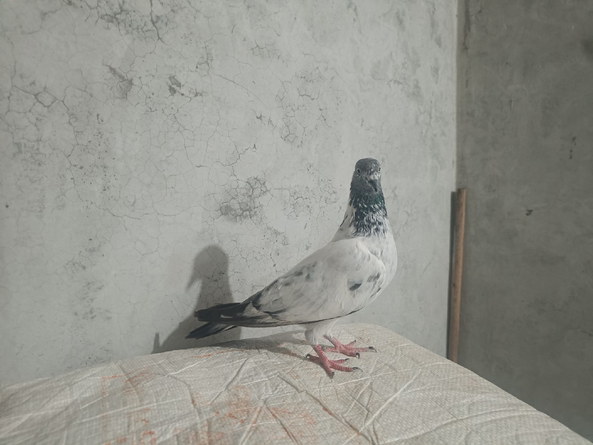 Post Image 1