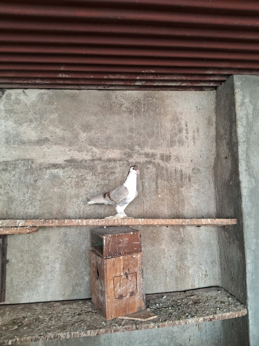 Post Image 2