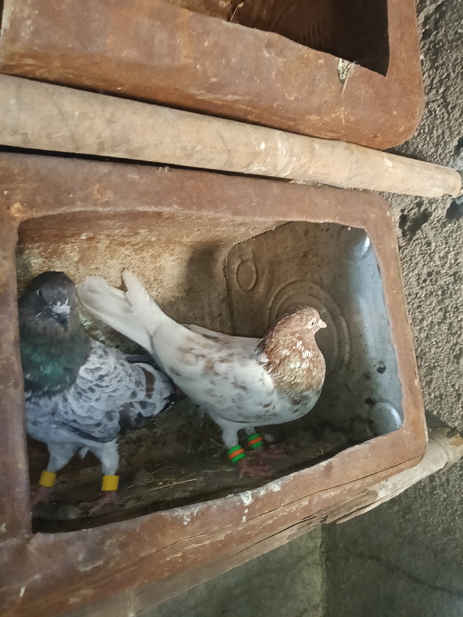 Post Image 2