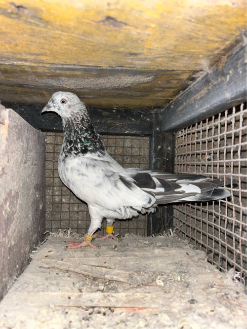 Post Image 1