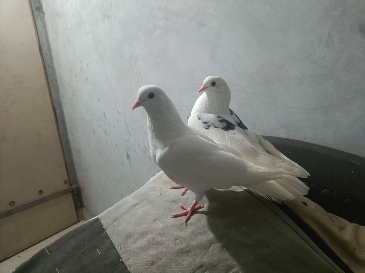 Post Image 2