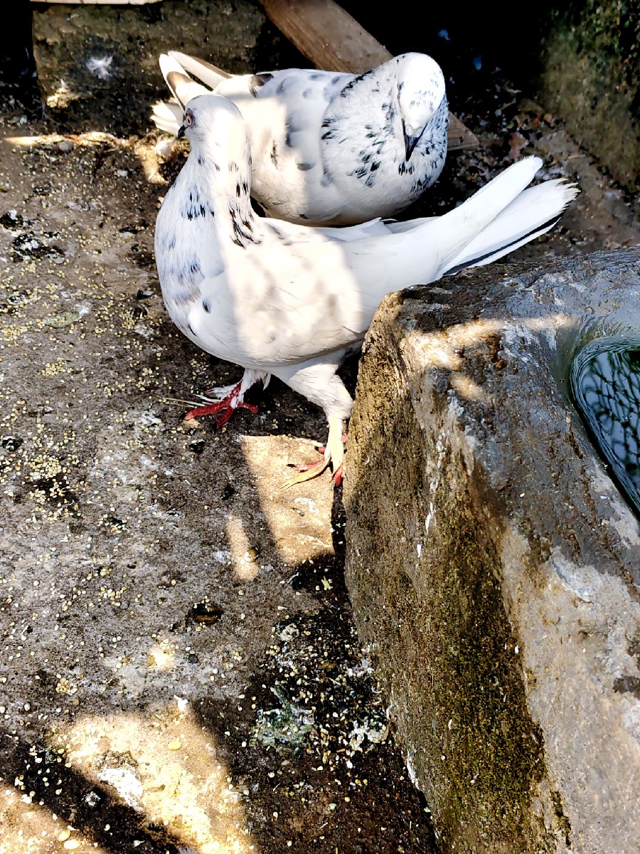 Post Image 3