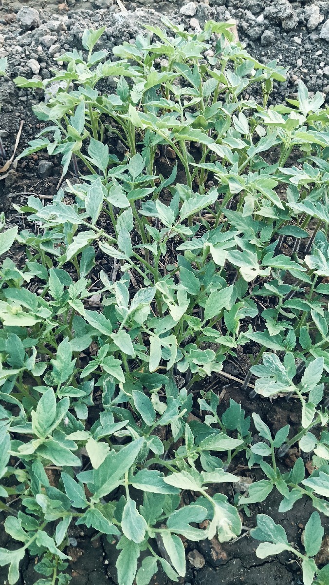 Post Image 3